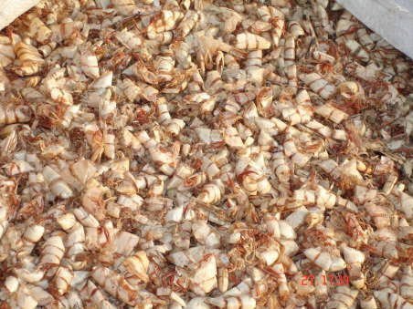 dried  headless   shrimp s shells