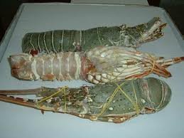 Fresh,forzen and  dried   Lobster 