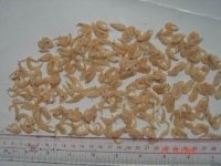 high quality shrimps shells ready  for supply now