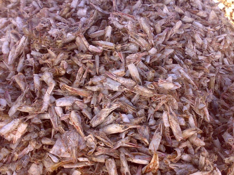 Dried Shrimp shell, Prawn  shell or Carb shell