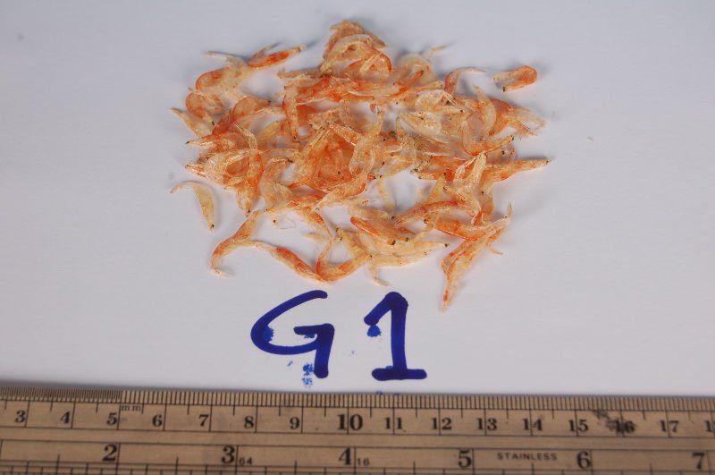  small   dried   shrimp 