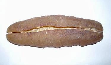 white teat fish