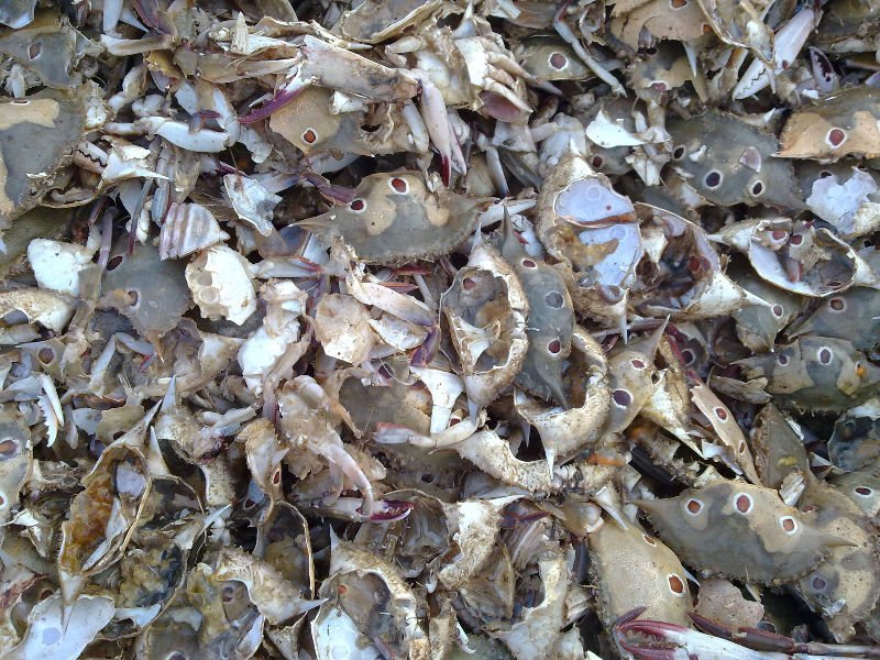 Crab Shell