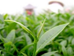 Premium Green Tea