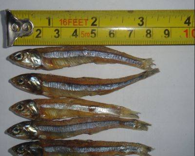 Sun- dried   Anchovy  ( headless  and headon)