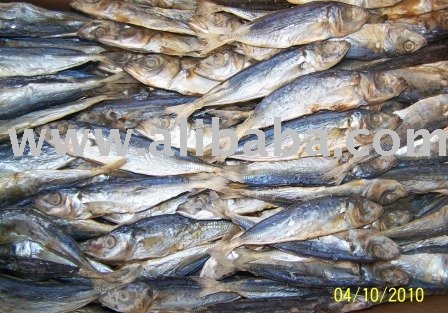 Dried Seafood Hard-tail mackerel a.k.a. Galunggong