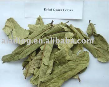 guava leaf extract