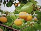 Apricot  juice concentrates powder