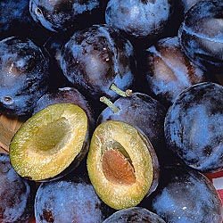 Plum distillate (brandy) 100% natural in bulk