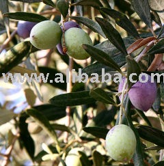 olives,oil olives