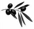 Tunisian  Olive   Kernel 