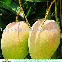 fresh mango