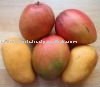 Fresh sweet mangoes