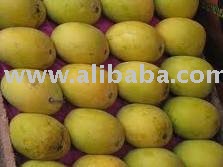 YELLOW FRESH ALPHONSO MANGOE FRUITS