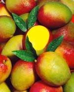 Fresh Alphonso Mango