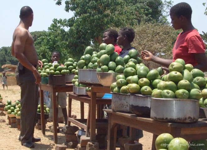 Fresh Mangos