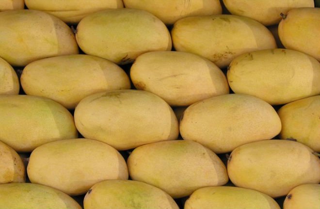 fresh  pakistani mangoes