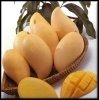 Fresh mangoes