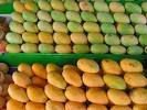  Philippine s  mango 