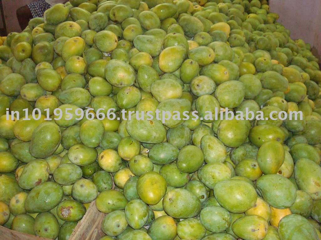 indian mango,India price supplier 21food