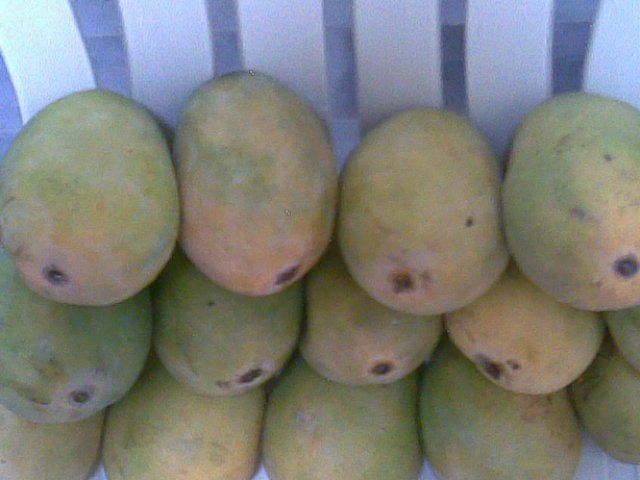 High Quality And Fresh Deseri Mango