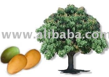 Tropical Fruit Mangoes green/yellow