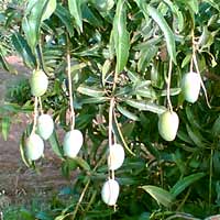 Fresh Fruits Alphonso Mangoes