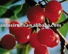Non alcoholic organic sour cherry drink