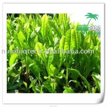 green tea powder