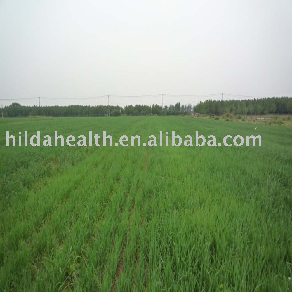 Certified Organic Wheat Grass Powder