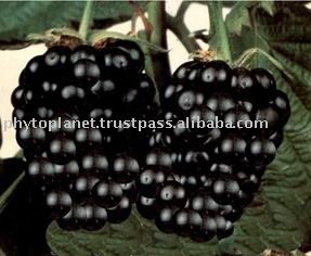 mulberry pulp powder