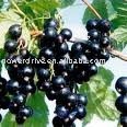 Black currant  Powder