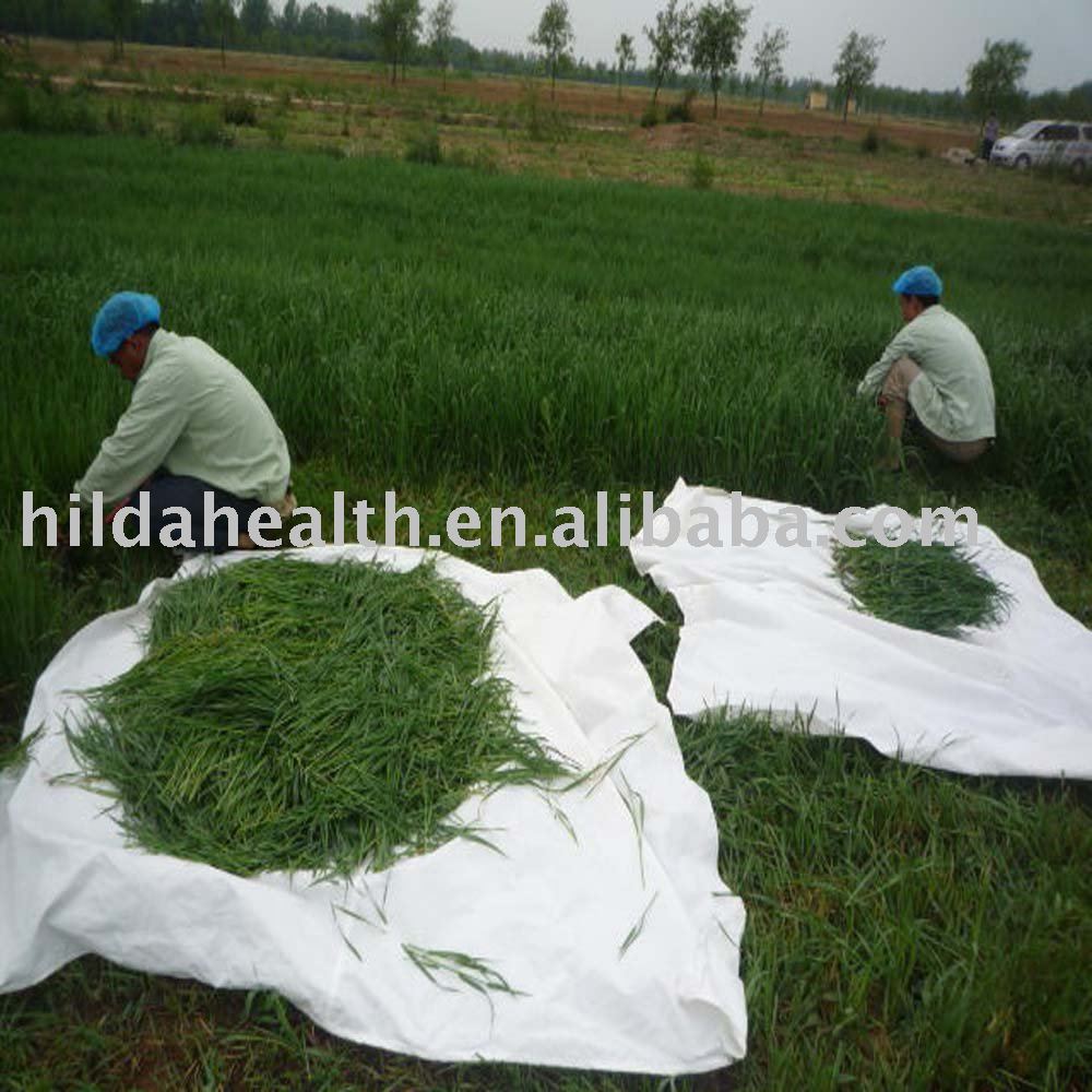 Certified Organic Barley Grass Powder