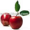 Apple Juice Concentrate