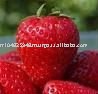 Strawberry Juice Concentrate