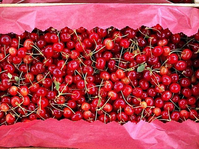 sourcherry concentrate