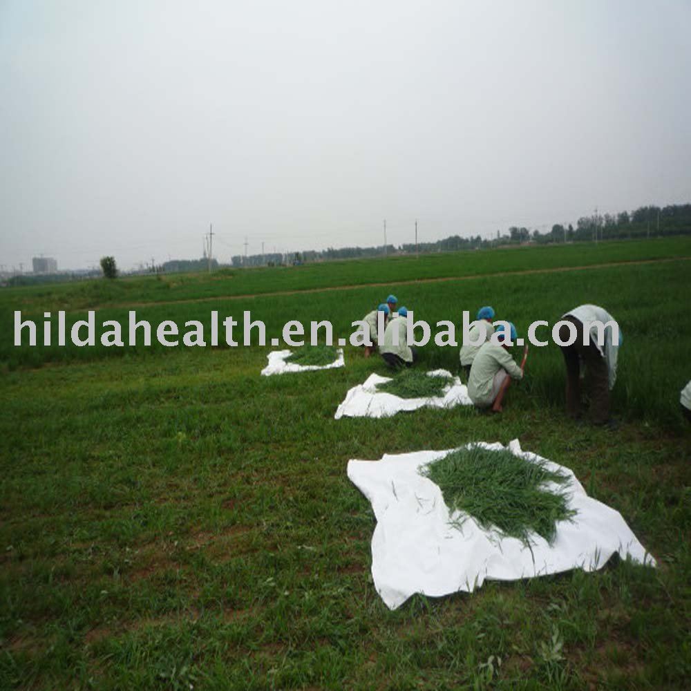100% Natural Ogranic Wheat Grass Powder