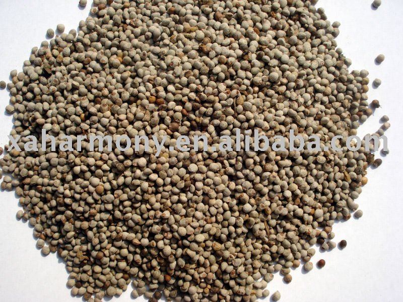  White   Perilla  Seeds for bird feed