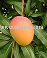 Fresh Mango