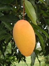  FRESH   MANGO   FROM   PAKISTAN 
