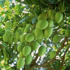 Mangos