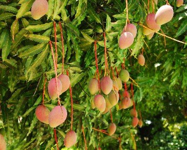 mangoes for sale