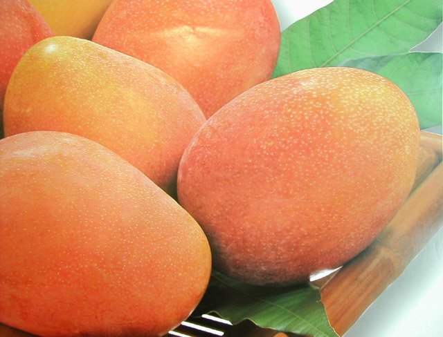 fresh Mango