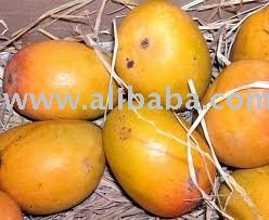Alphonso Mango