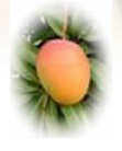 MANGO:ALPHANSO (HAPPUS)