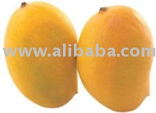 RIPENED KESAR MANGOES