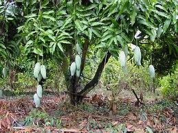 alphonso mangoes