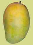 Alphonso and Kesar mango