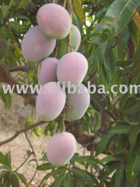 Organic Mango Fruit
