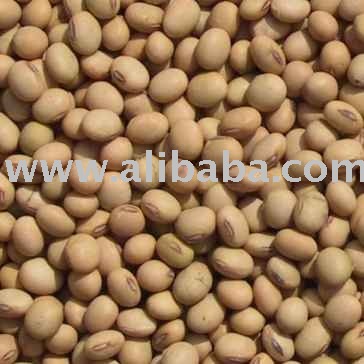 dried soya beans seed